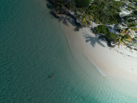Karibischer Strand mit Palmen – Rum-Herkunftsländer Jamaika, Barbados und Martinique